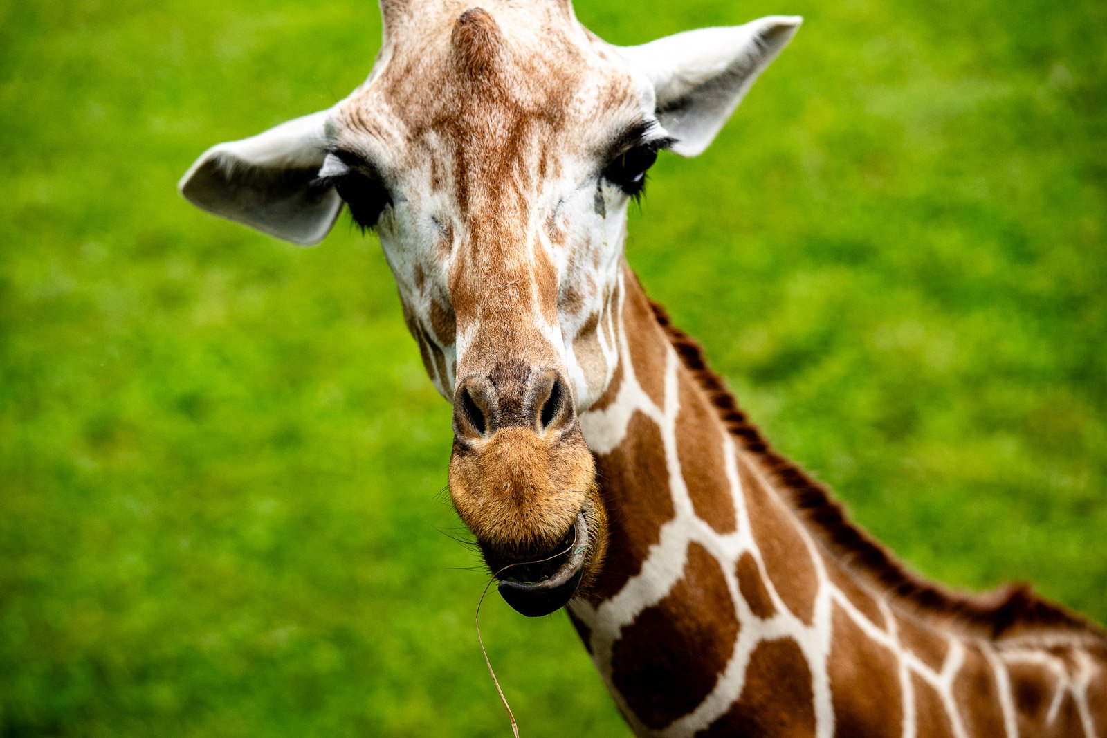 Giraffe looking directly into the camera, close portrait against lush green grass