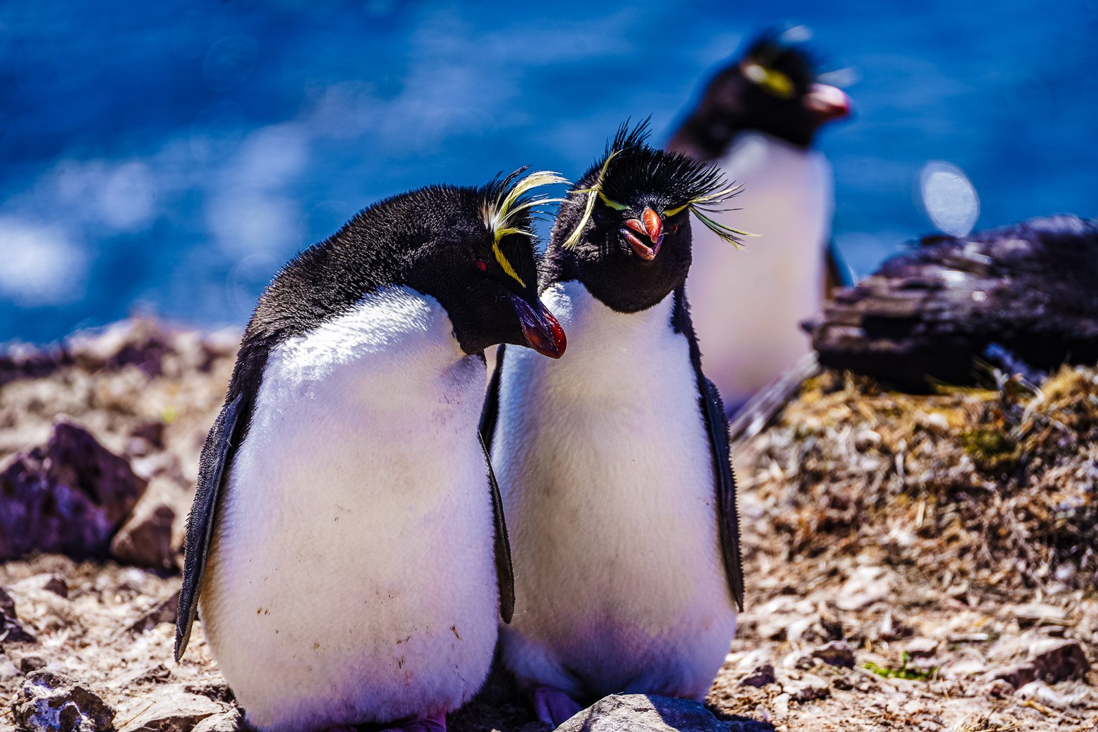 Two Rockhopper penguins touching beaks against a vivid blue ocean, Falkland Islands