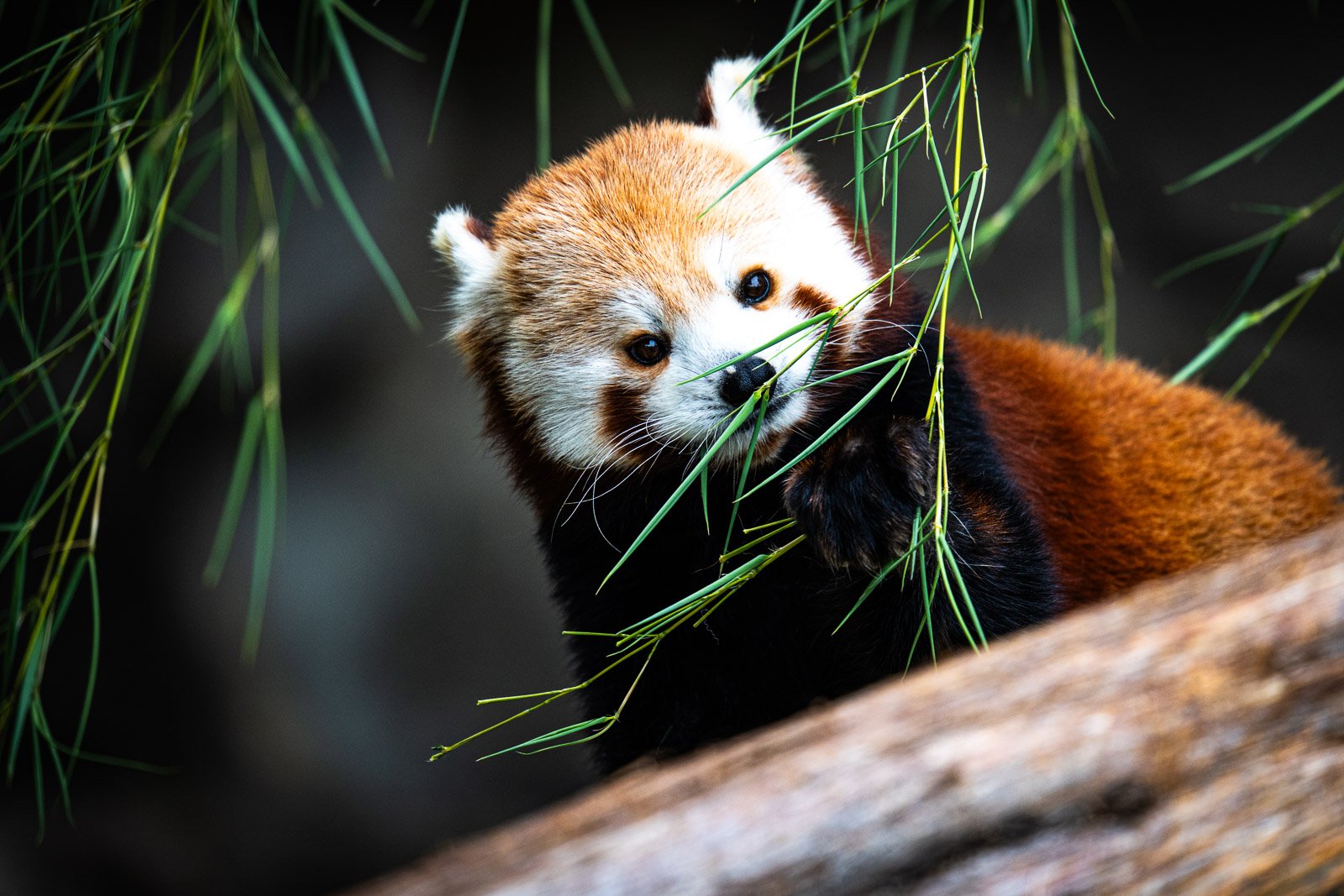 Red panda peering through bamboo shoots, vivid rust-colored fur against green leaves
