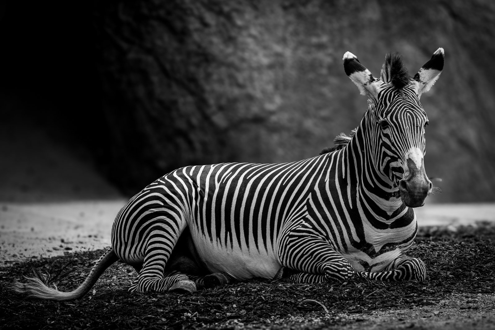 Zebra lying at rest, black and white photograph, bold stripe pattern against dark background