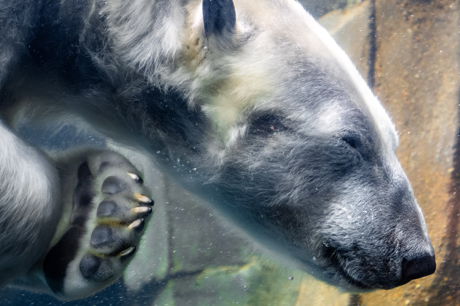 Polar bear swimming underwater, massive paw pressed toward the viewer, face in close profile