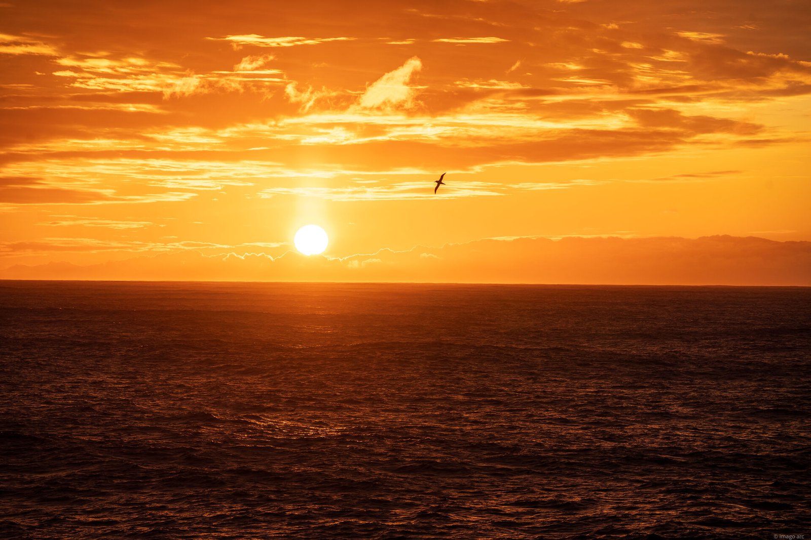 Dramatic ocean sunset with a single bird silhouetted against a fiery orange sky